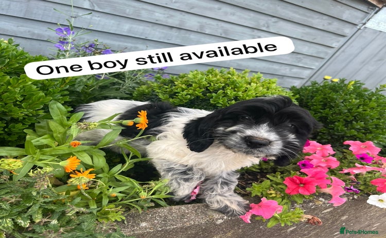 Cockapoo dogs - Advert 2