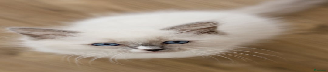 Ragdoll Kitten 5