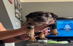 Mixed Breed dogs for sale: French Bulldog/Manchester Terrier hybrid. - Image 9