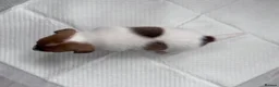 Jack Russell dogs for sale: Beautiful Jack Russell Puppies for Sale 🐶 - Advert 12