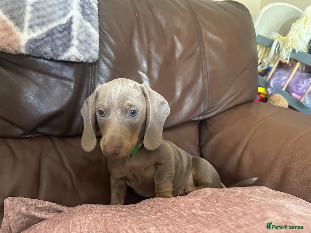 Dachshund dogs for sale: READY NOW Beautiful miniature girl puppy - Image 15