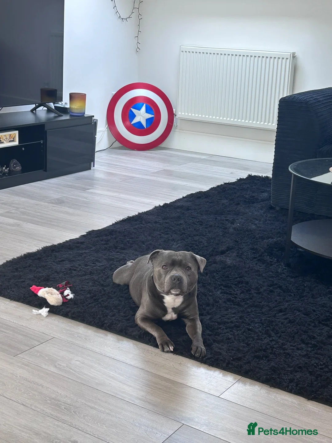 Staffordshire Bull Terrier dogs for stud: Blue Champion Bred in London - Advert 6