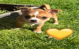 Chihuahua dogs for sale: Gorgeous Chihuahua Pups-only yellow girl left🐶💛 - Image 7
