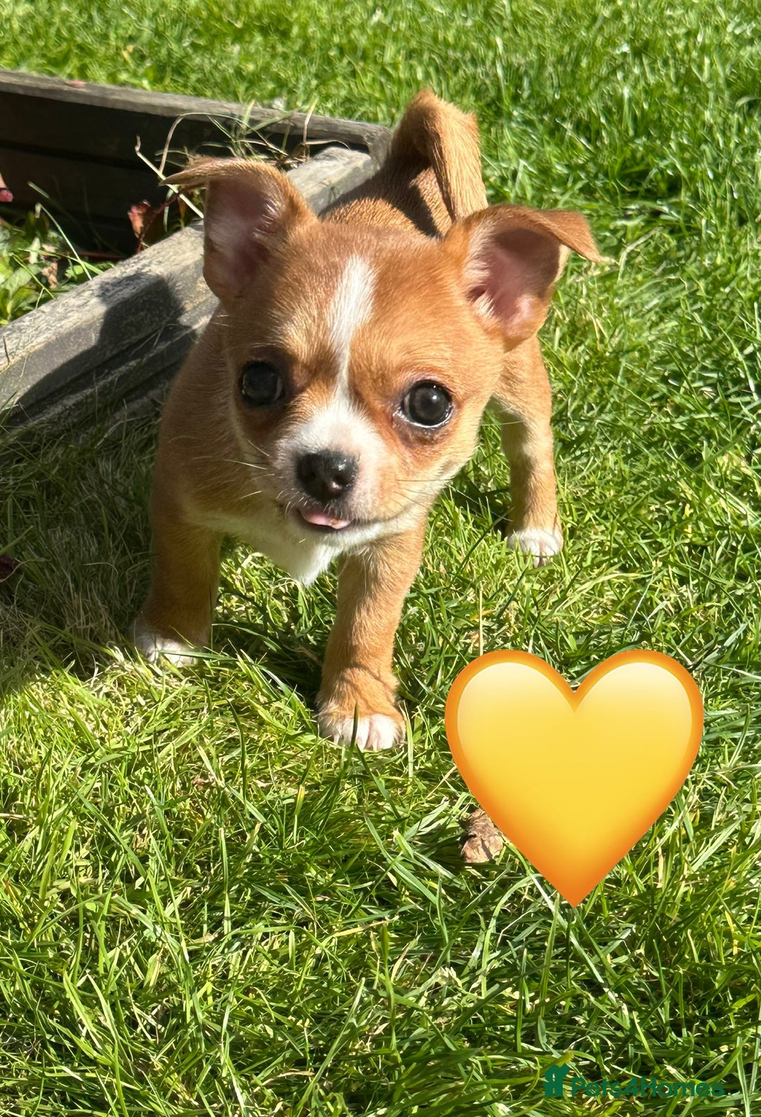 Chihuahua dogs for sale: Gorgeous Chihuahua Pups-only yellow girl left🐶💛 - Image 7