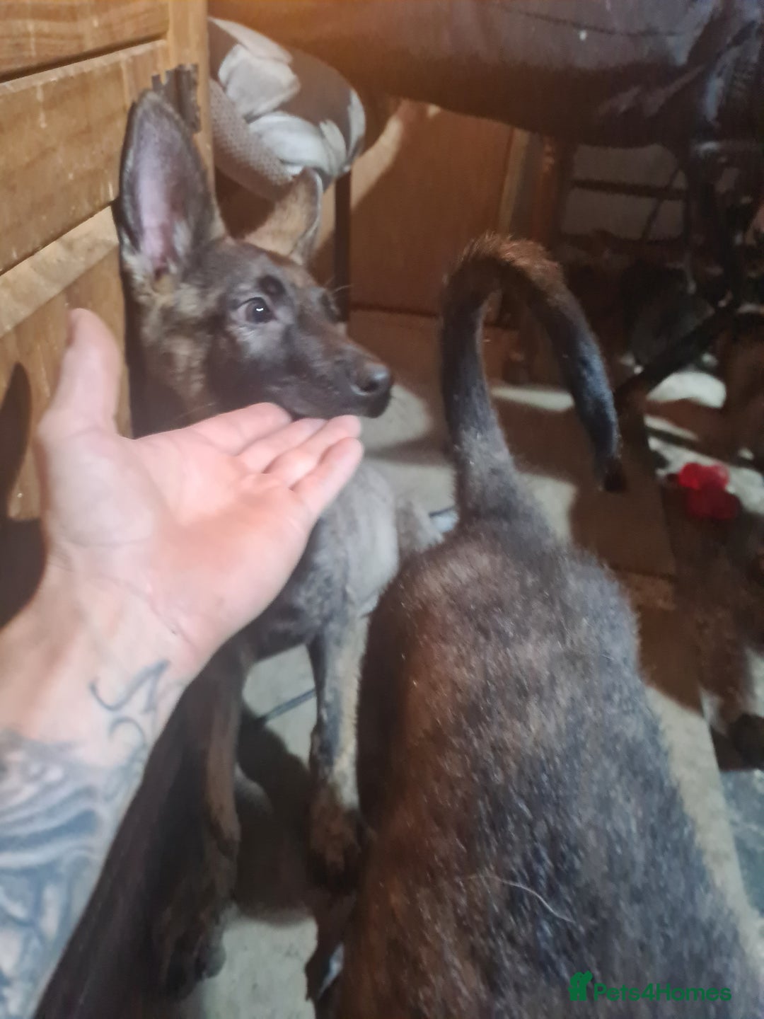 German Shepherd dogs for sale: German sheperd puppies in Rotherham - Image 3