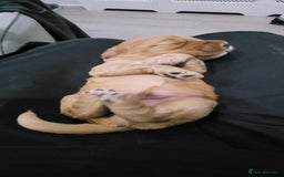 Cockapoo dogs for sale: F3b Merle Cockapoos - Image 13