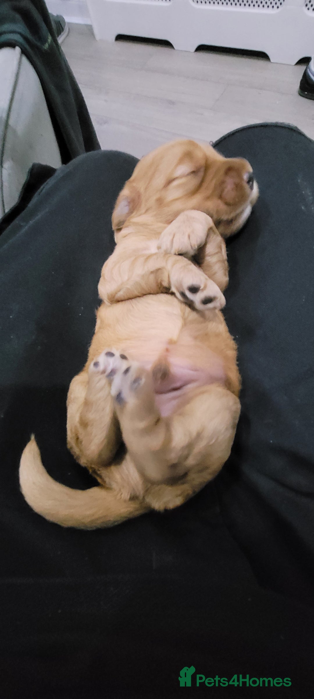 Cockapoo dogs for sale: F3b Merle Cockapoos - Image 13