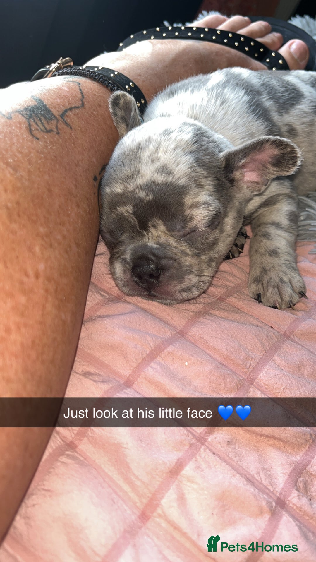 French Bulldog dogs for sale: Tri-colour Blue Merle Frenchie pups - Image 23
