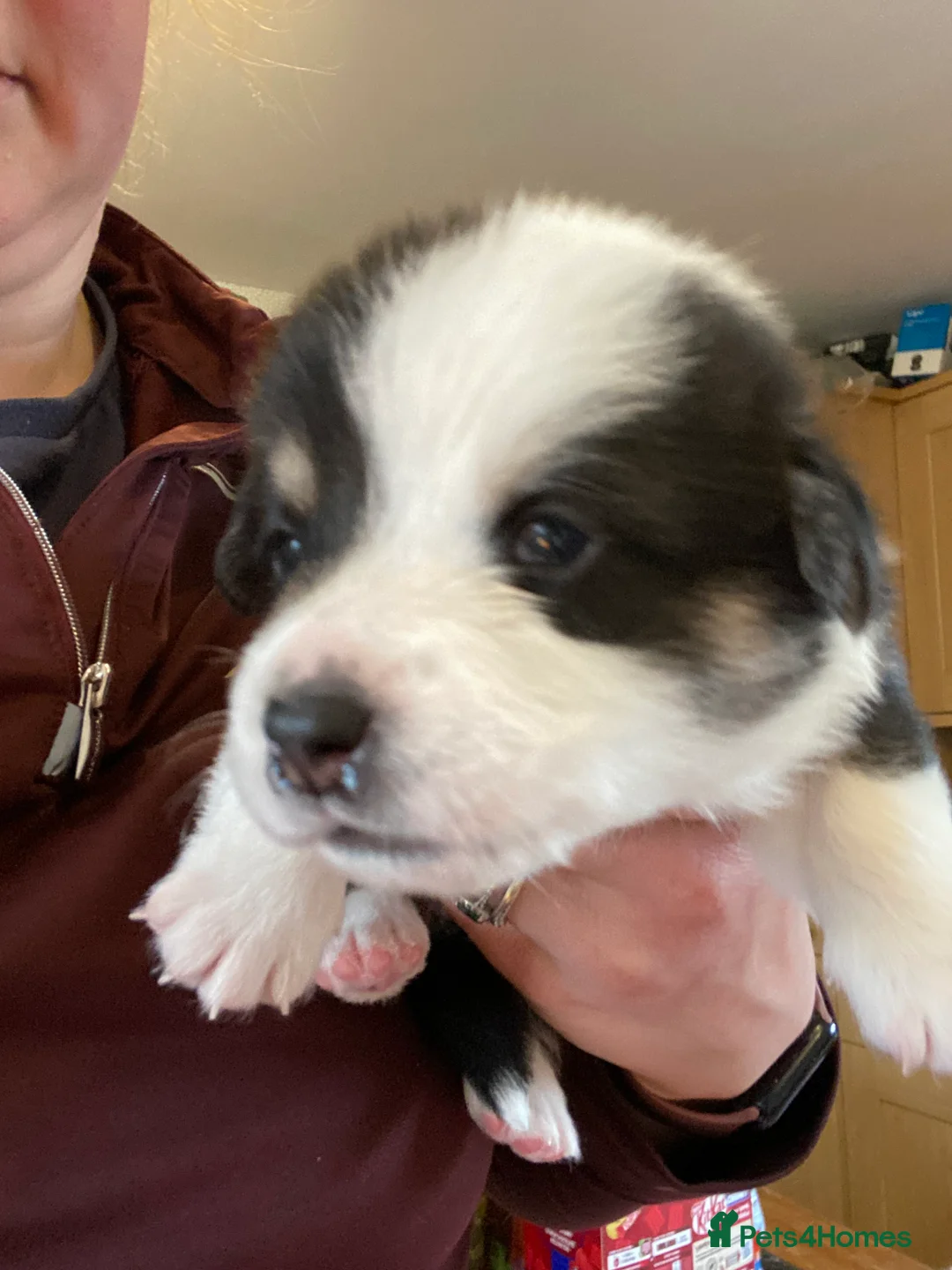Welsh Corgi Pembroke dogs for sale: KC registered corgi puppies need a new home - Advert 12