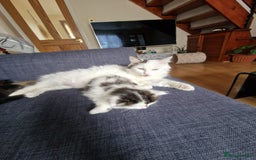 Mixed Breed cats for sale: Rare Norwegian Forest ×Ragdoll Kitten - Image 22