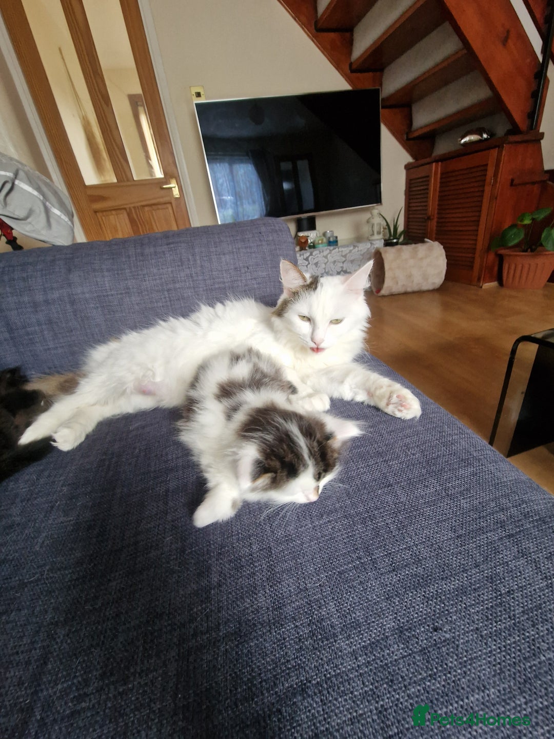 Mixed Breed cats for sale: Rare Norwegian Forest ×Ragdoll Kitten - Image 22