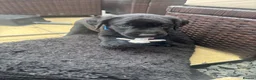 Labrador Retriever dogs for sale: KC registered pedigree black Labradors  - Advert 9