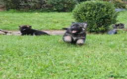 German Shepherd dogs for sale: Outstanding long coat German shepherd puppies  - Image 35
