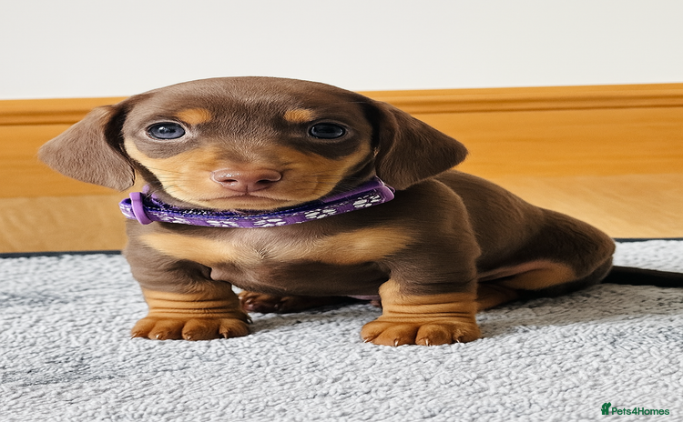 Miniature Dachshund dogs - Advert 6