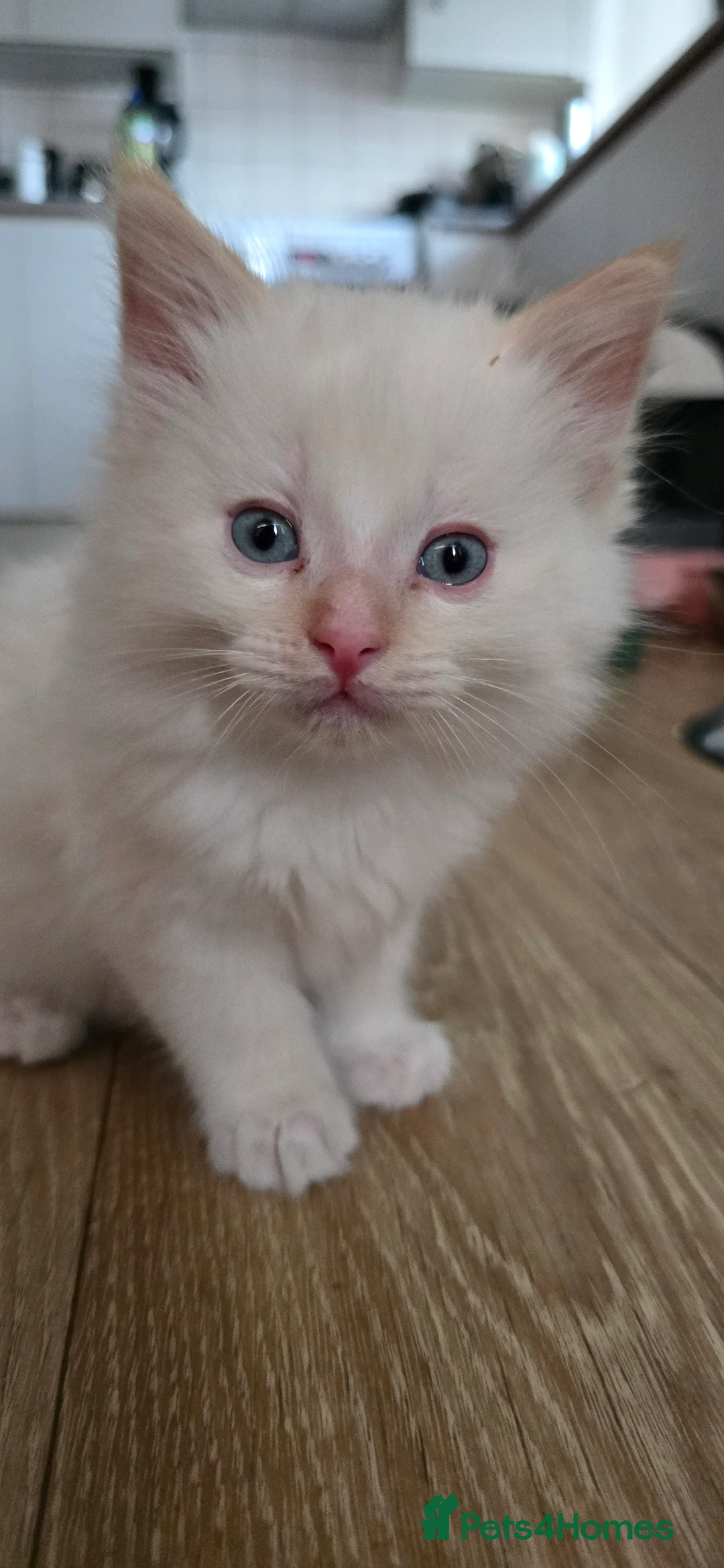 Ragdoll cats for sale: Beautiful ragdolls kitten for you 😍 in Barking - Advert 23