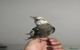 Cockatiels birds for sale: 2 baby super tame  hand reared Cockateils  - Image 4