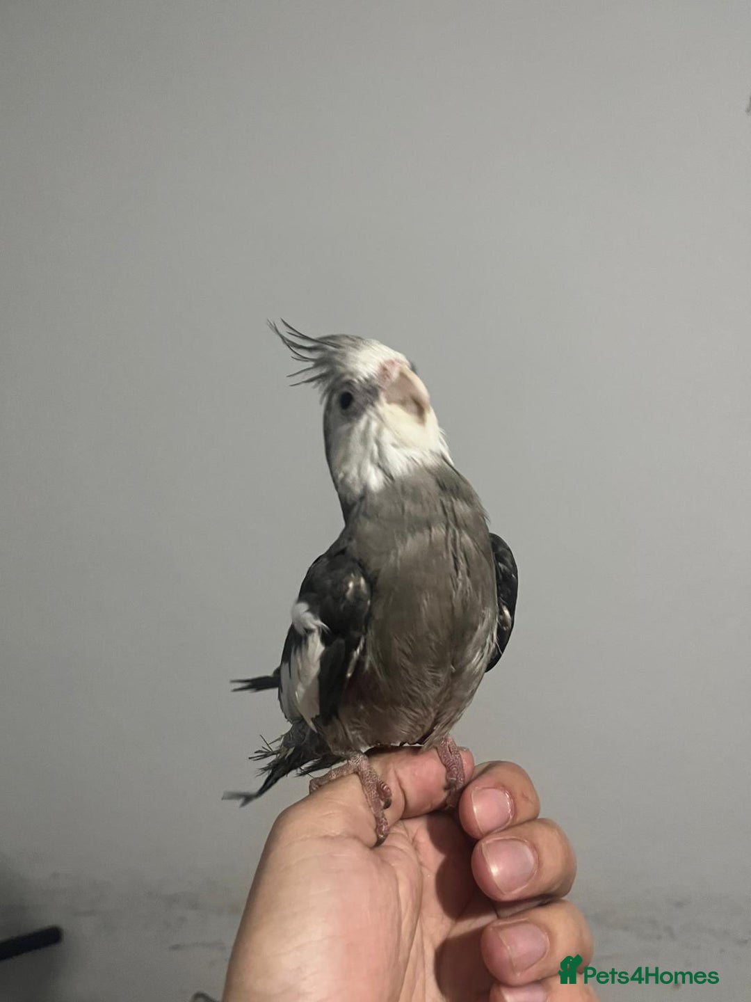 Cockatiels birds for sale: 2 baby super tame  hand reared Cockateils  - Image 4