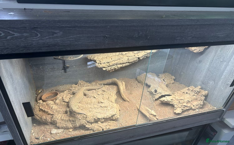 Monitor reptiles - Advert 1