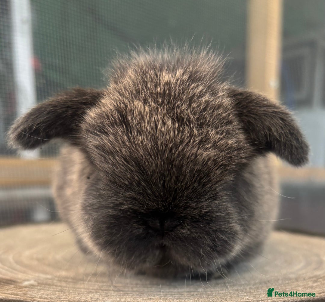 Mini Lop rabbits for sale: Pure bred baby female mini lops available  - Image 9