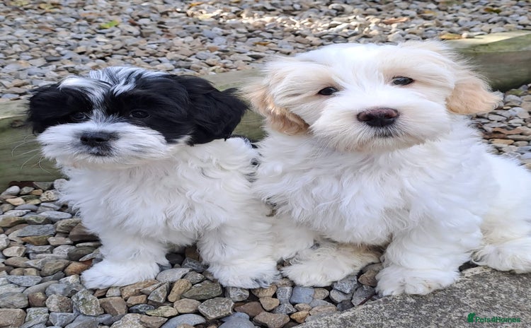 Lhasapoo dogs - Advert 1