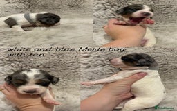 Sprocker dogs for sale: Sprocker puppies for sale - Advert 5