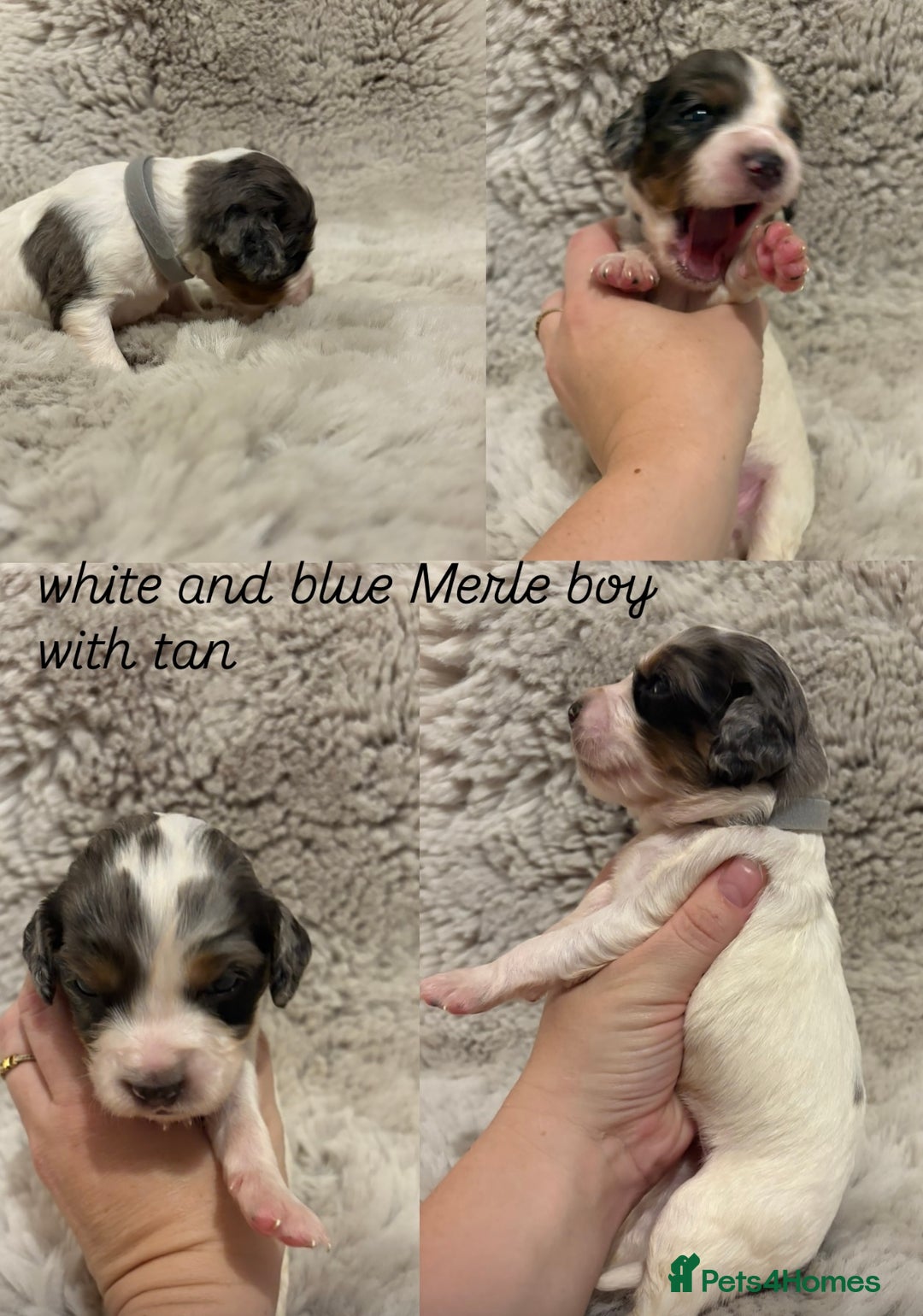 Sprocker dogs for sale: Sprocker puppies for sale - Advert 5