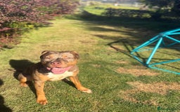American Bulldog dogs for sale: 11 Month old Chocolate Tri Tweed Merel female - Image 1