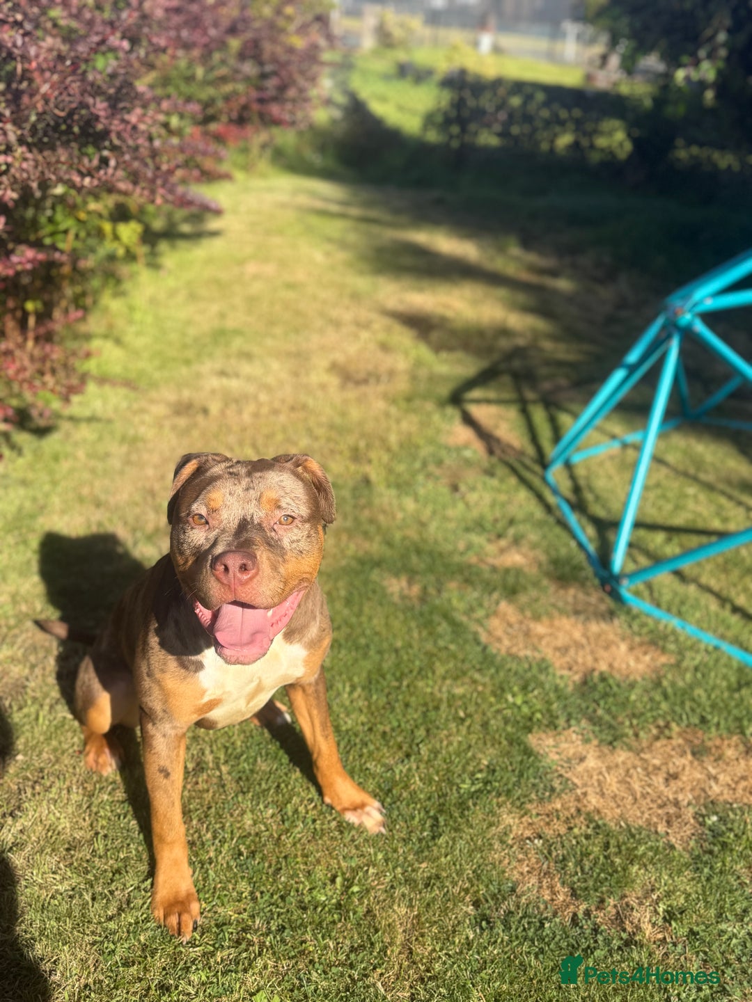 American Bulldog dogs for sale: 11 Month old Chocolate Tri Tweed Merel female - Image 1