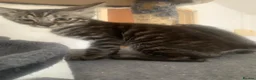Mixed Breed cats for sale: Savannah x Domestic Black Tom Cat - Advert 5