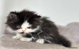 Persian cats for sale:  1 boy left !Adorable  Persian kittens available  - Image 10