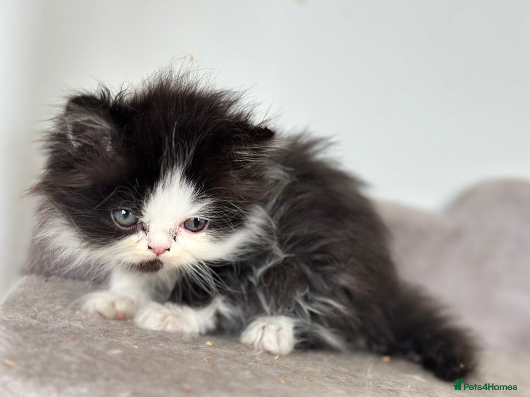 Persian cats for sale:  1 boy left !Adorable  Persian kittens available  - Image 10