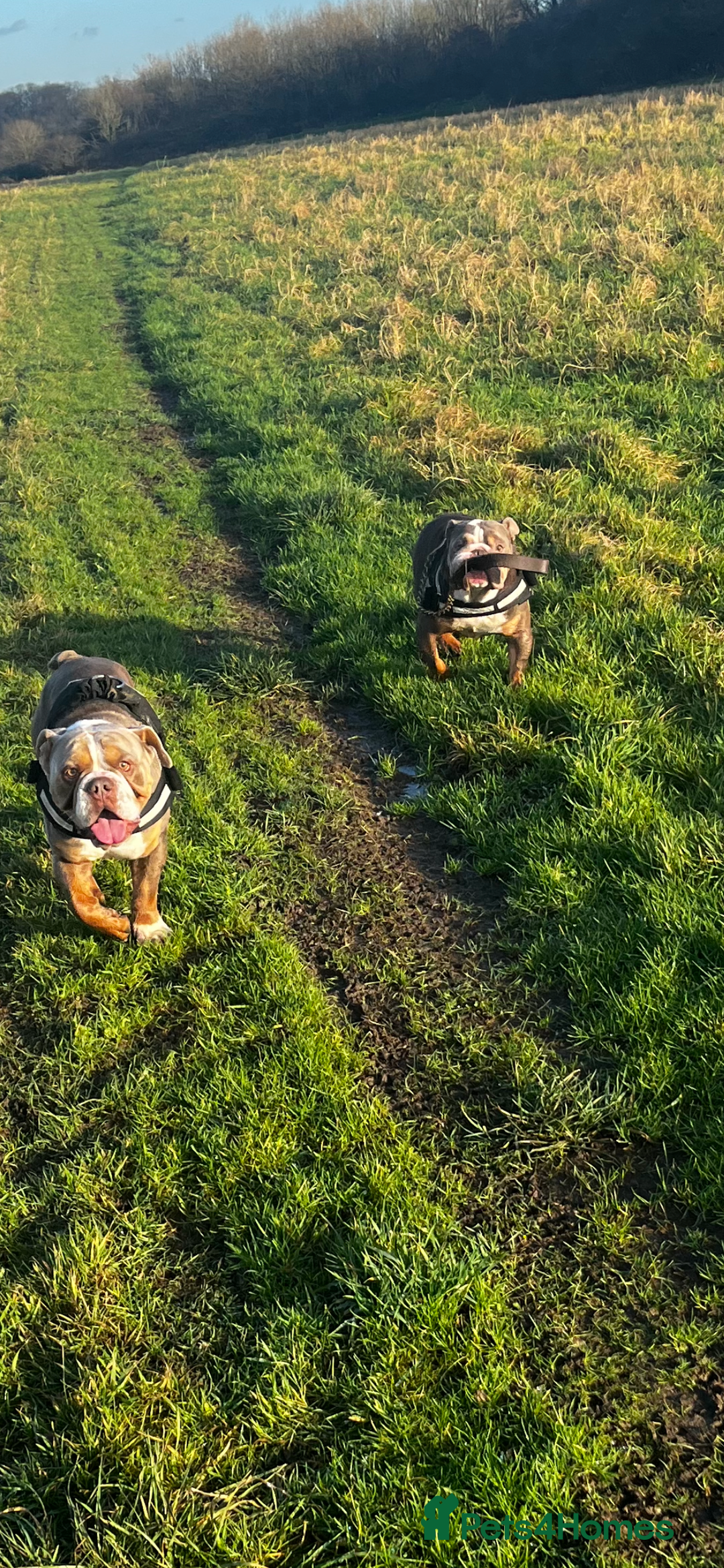 English Bulldog dogs for sale: Rehomimg due to break up - Image 21