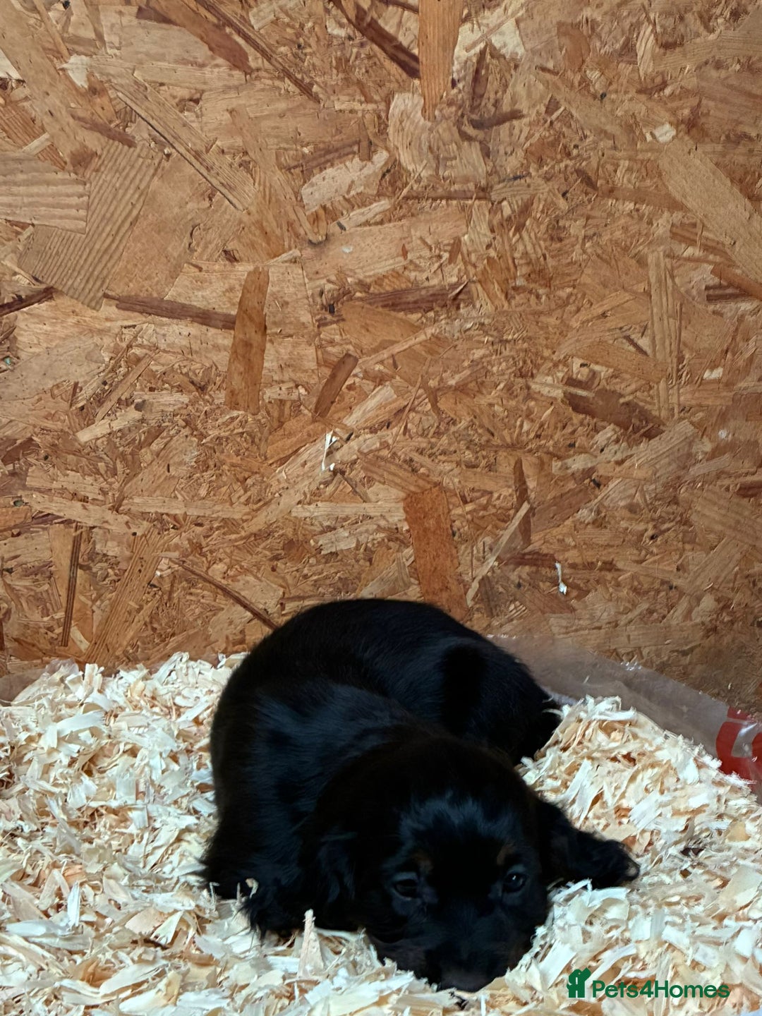 Cocker Spaniel dogs for sale: Working cocker spaniels  - Advert 8