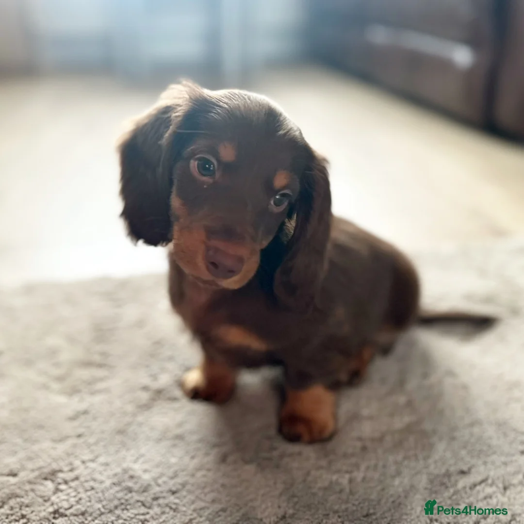 Dachshund dogs for stud: Standard Silver Dapple Long Haired Dachshund Stud in Bishop Auckland - Advert 14