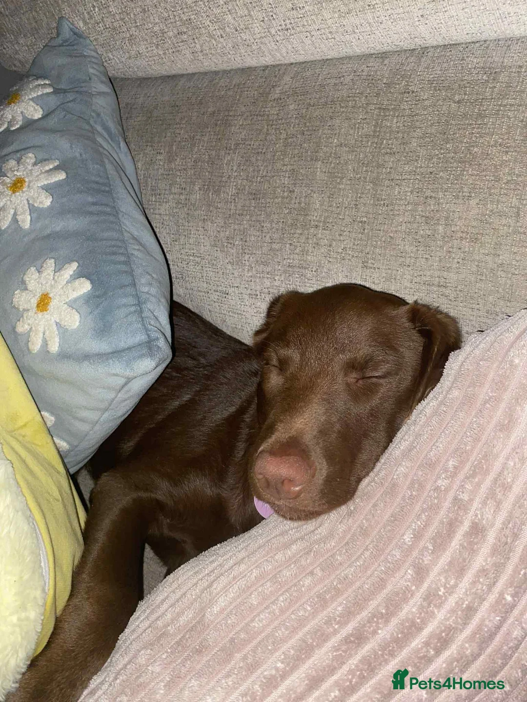 Borador dogs for sale: Lab/Collie new home - Advert 4