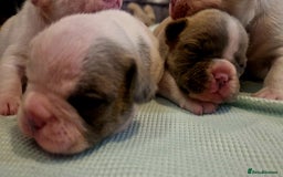 French Bulldog dogs for sale: Kc registered french bulldog puppies - Image 28