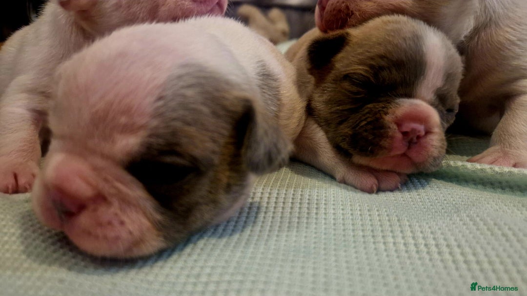 French Bulldog dogs for sale: Kc registered french bulldog puppies - Image 28