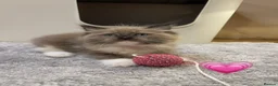 Ragdoll cats for sale: Beautiful Ragdolls  - Advert 6