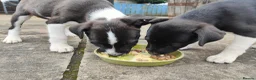 Patterjack dogs for sale: Patterjack Puppies  - Advert 6