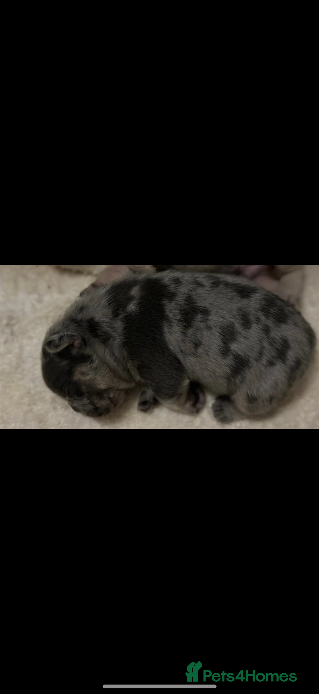 French Bulldog dogs for sale: French Bulldog Puppies - Image 6