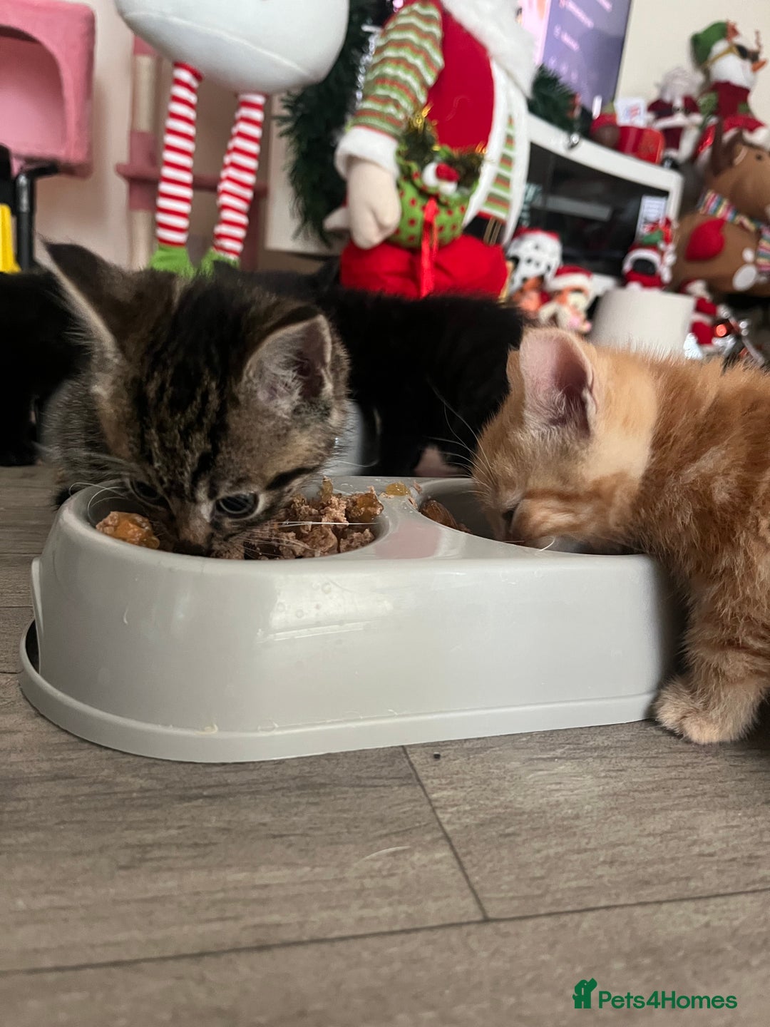 Mixed Breed cats for sale: 5 microchipped 8 week old kittens - Advert 2