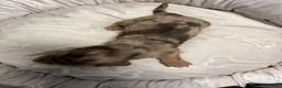 Miniature Dachshund dogs for sale: Long haired dachshund puppies - Advert 15