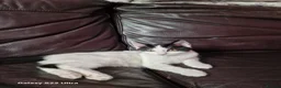 Mixed Breed cats for sale: Kittens - Advert 8