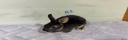Rex rabbits for sale: mini Rex’s babies 8weeks + - Advert 4