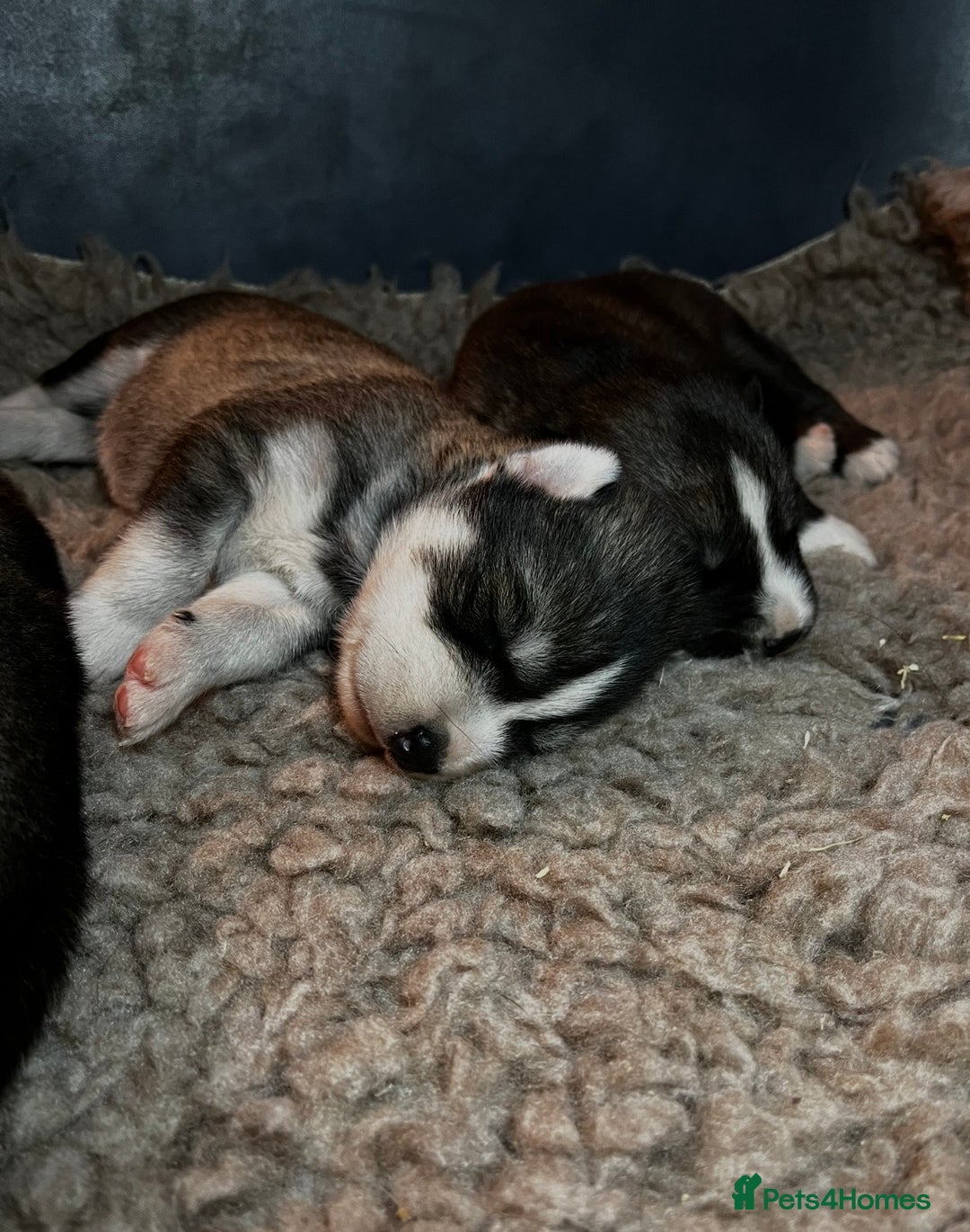 Siberian Husky dogs for sale: Stunning Husky Puppies - Advert 19