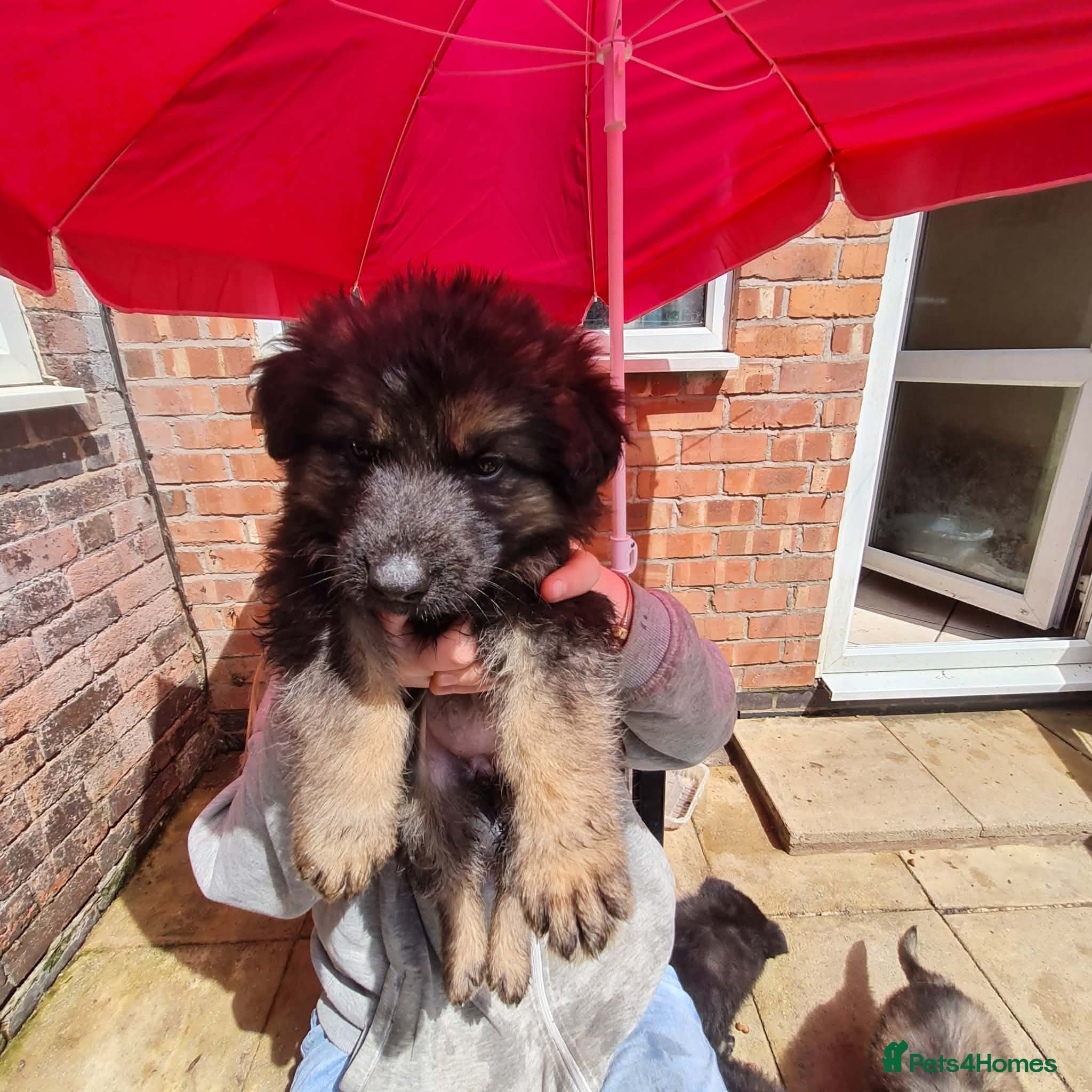 Mixed Breed dogs Beautiful German shepherd x northern Inuit puppies - Advert 1