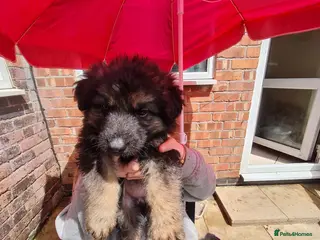 Mixed Breed dogs Beautiful German shepherd x northern Inuit puppies - Advert 1