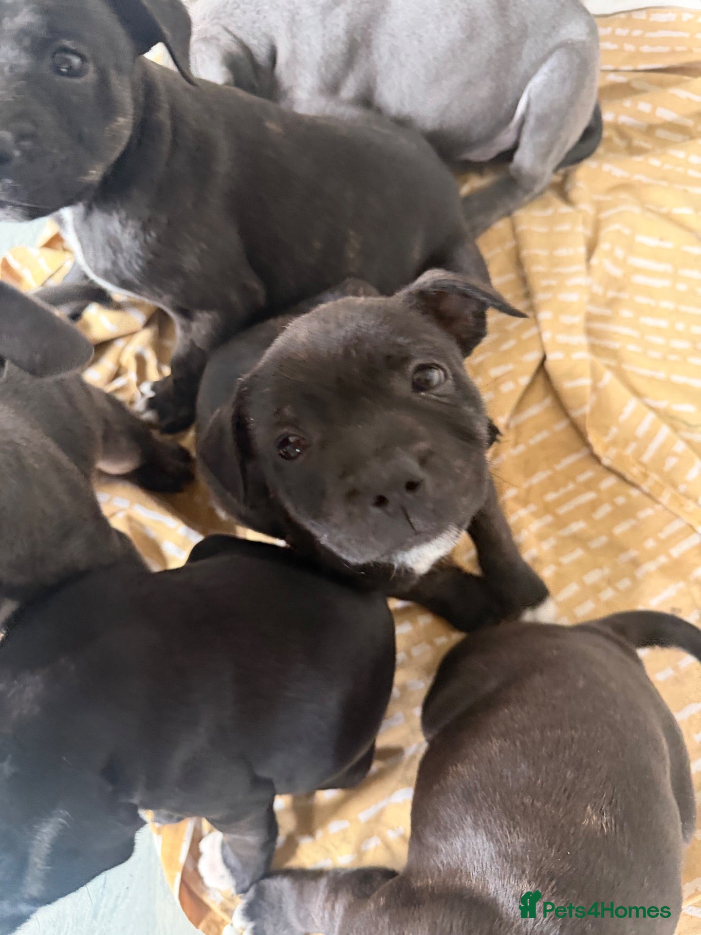 Staffordshire Bull Terrier dogs Ready now staffy pups last two  - Advert 10