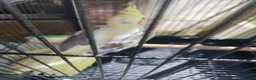 Cockatiels birds for sale: Cockatiels lutino mix and pied 12 weeks old - Advert 10
