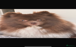 Pomeranian dogs for sale: Beautiful teddy bear chocolate boy  - Image 8